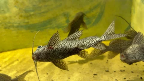 Spotted African catfish Synodontis eupterus moves through aquarium tank Stock-Footage 334321706