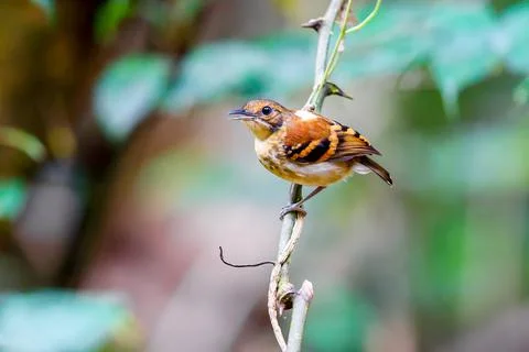 Spotted Antbird perched on a tree branch Stock Photos