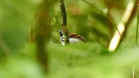 Spotted antbird taking off quickly from branch in dense jungle Stock Footage 123613583
