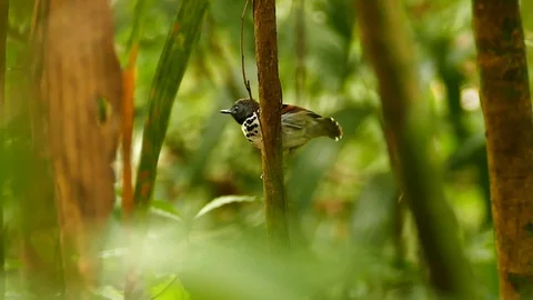 Spotted antbird vocalising while moving tail in Panama rainforest Stock Footage 123613802