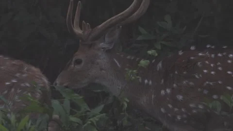 Spotted (Axis) deer moving through the woods Nepal Stock Footage 250057940