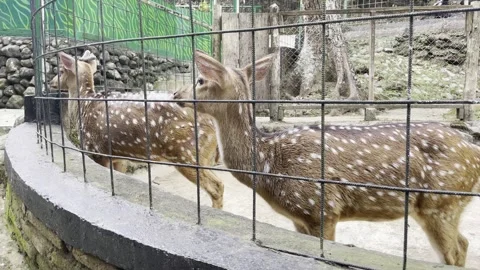 Spotted Axis Deer Standing Behind Wire Mesh Fence in Zoo Stock Footage 337859790