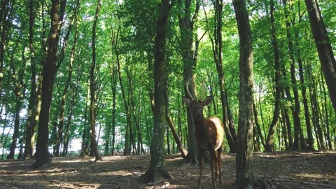 Spotted Axis deer standing in forest among trees Stock Footage 157818815