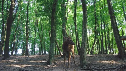 Spotted Axis deer standing in forest among trees Stock Footage 170013601