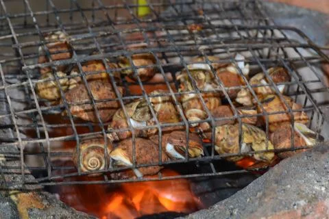 Spotted babylon grilled.. Foto stock