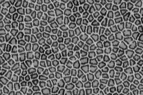 Spotted background wildlife Stock Illustration