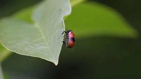 Spotted Beetle Moving on a Walnut Leaf - 4K Wildlife Slow Motion Shot 库存影片 336614986