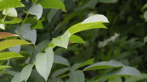 Spotted Beetle on Walnut Leaf - 4K Wildlife Slow Motion Shot Stock Footage 336614863