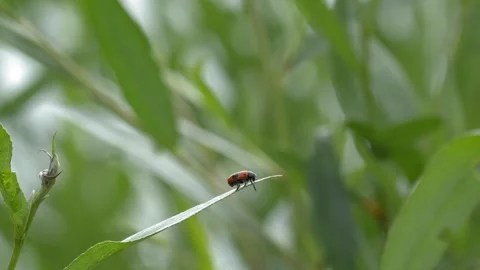 Spotted Beetle on Willow Leaf - 4K Wildlife Slow Motion Shot Vídeos de archivo 336269090