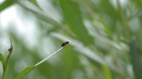 Spotted Beetle on Willow Leaf - 4K Wildlife Slow Motion Shot Vídeos de archivo 336269482
