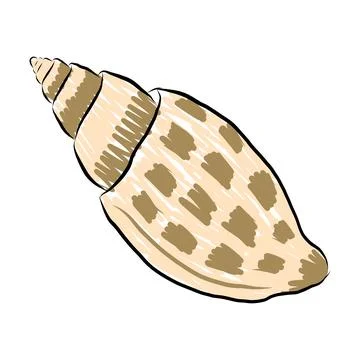 Spotted beige sea shell volute cone vector illustration Stock Illustration