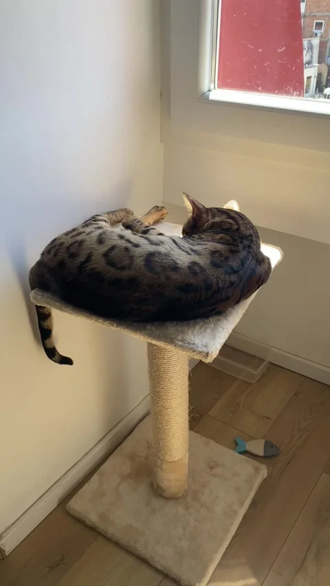 Spotted Bengal cat rests on a scratching post perch near a bright window Stock Footage 343567666