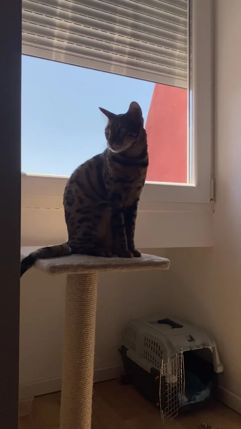 Spotted Bengal cat sits on top of a scratching post indoors, turning its head Vídeos de archivo 343567548