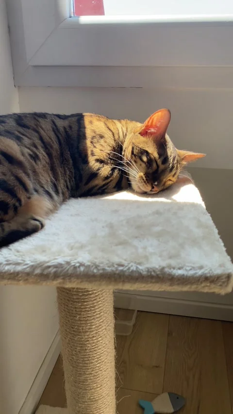 Spotted Bengal cat sleeps peacefully on a carpeted cat tree perch Vídeos de archivo 343567682