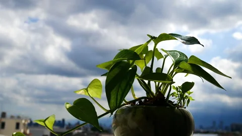 Spotted Betel Tree in a Pot Stock Footage 137947860