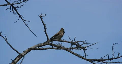 Spotted bird seen at Griffith Park in Los Angeles, California Stock Footage 115942791