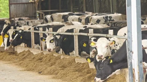 Spotted black and white cows gather in a sheltered pen behind metal barrier.. Stock Footage 276730953