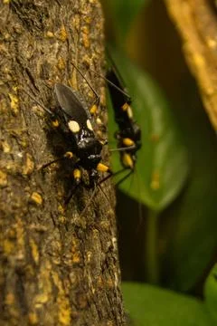 Spotted black bug on a tree trunk upside down Stock Photos
