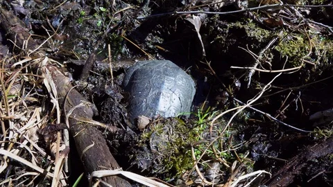 Spotted A Black Pond Turtle Starting To Dig On The Mud  Beside The Mazury Stock Footage 128575782