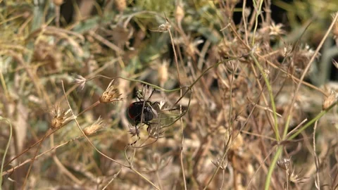 Spotted blister beetle crawls through dry grass - Black and Hycleus Scutellatus Stock Footage 339577366