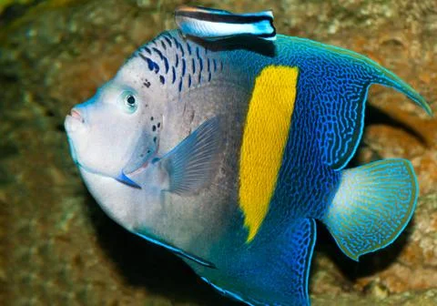 Spotted blue discus Foto stock