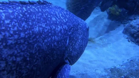 Spotted blue fish in a tank Stock Footage 248303011