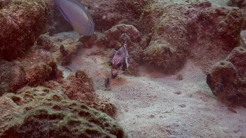 Spotted Boxfish and Parrotfish 動画素材 100256792