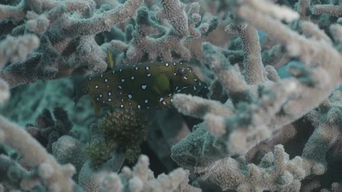 Spotted Boxfish in Coral Reef, Macro Shot. Stock Footage 336945887