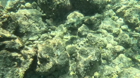 Spotted Boxfish Moa Stock Footage 314862952