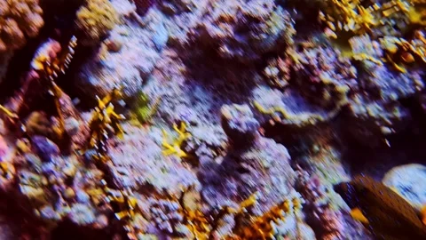 Spotted boxfish navigating vibrant tropical coral reef with brain coral and Stockbeeldmateriaal 334292982