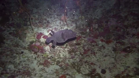 Spotted Boxfish Swimming at Night Stock Footage 139722982