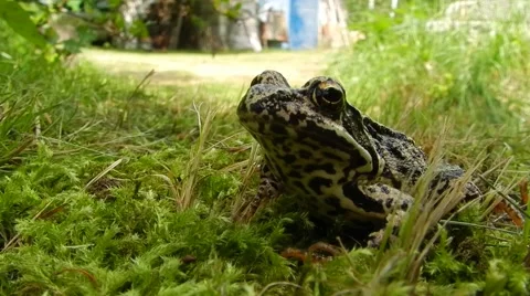 Spotted brown frog sitting in the grass and looking up. Stock Footage 62176206