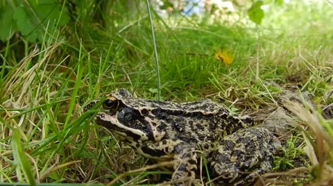 Spotted brown frog sitting in the grass and looking up. Stock Footage 62176933