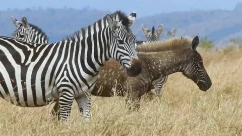 Spotted brown Zebra Stock-Footage 158600986