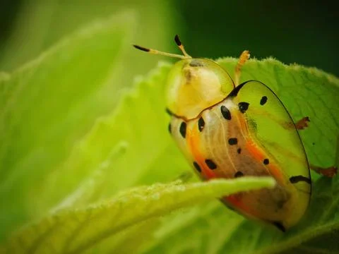 Spotted bug Stock Photos