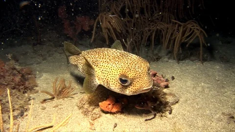 Spotted Burrfish-Chilomycterus reticulates Stock Footage 92936716