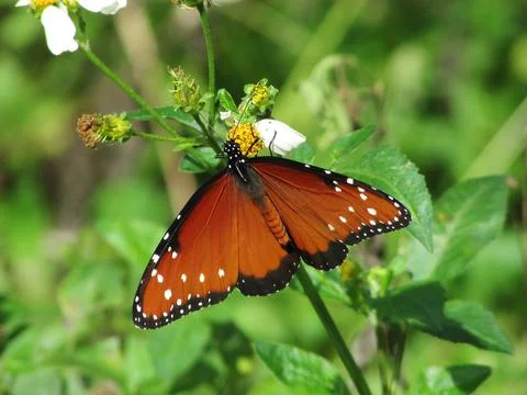 Spotted Butterfly Stock Photos