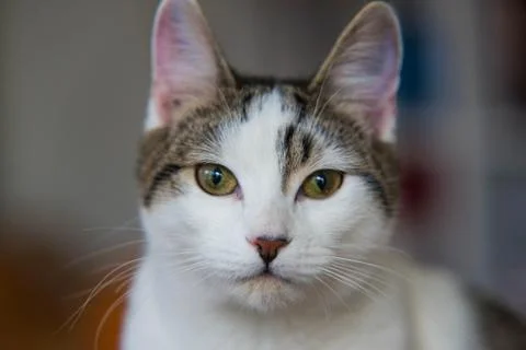 Spotted cat close up Stock Photos