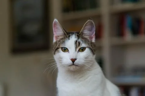 Spotted cat close up Stock Photos