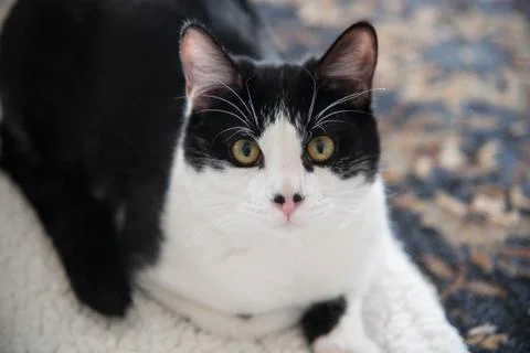 Spotted cat close up Stock Photos