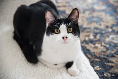 Spotted cat close up Stock Photos