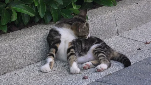 Spotted cat Stock Footage 94928787