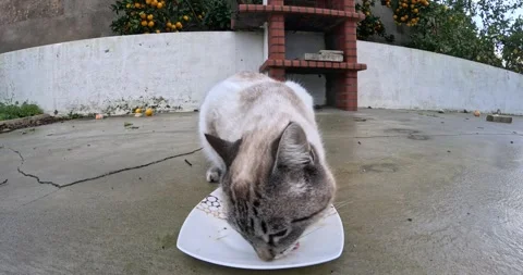 Spotted Cat Having Chicken in a Plastic Plate on a Wet Patio After Rain	 Stock Footage 300220041