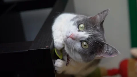 A spotted cat lies on a table. Cat face close-up. Slow motion. Vertical video. Stockbeeldmateriaal 126248800