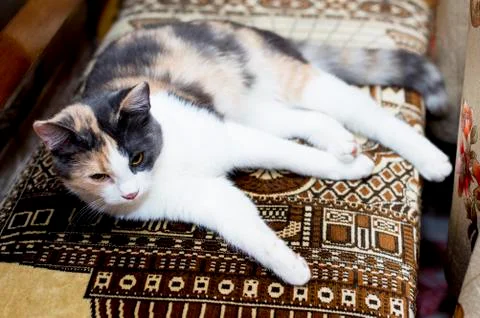 Spotted cat lying on the kitchen corner Stock Photos