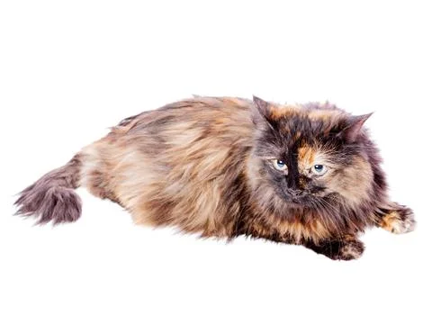 Spotted Cat lying Foto stock