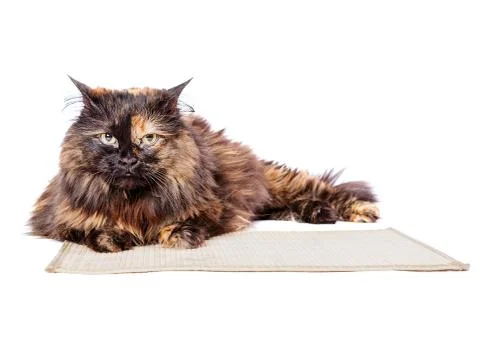 Spotted Cat lying Stock Photos