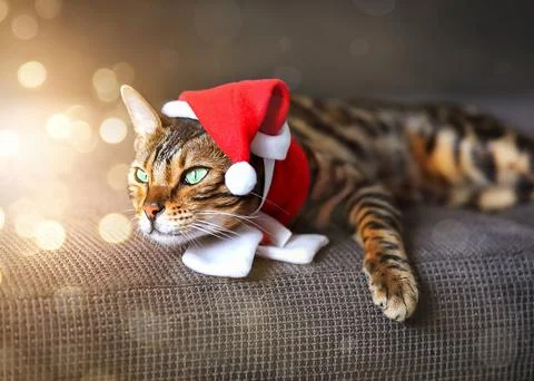 A spotted cat lying on the sofa in a red hat and red scarf, surrounded by a l Stock Photos