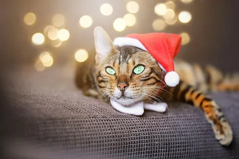 A spotted cat lying on the sofa in a red hat and red scarf, surrounded by a l Stock Photos