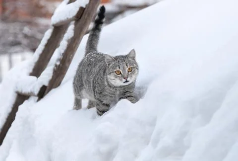 A spotted cat makes its way through snowdrifts on a roof covered with snow Stock Photos